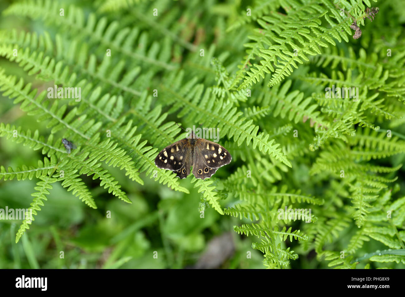 Hauhechelbläuling Schmetterling auf bracken Blätter im Wald grenze zeigen braune Flügel mit cremig-gelben Flecken. Ein Haus fliegen bietet eine Idee der Skala Stockfoto