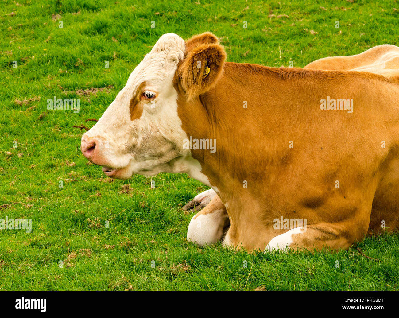 In der Nähe von Jersey Kuh kauen cud und Lügen im Feld, East Lothian, Schottland, Großbritannien Stockfoto