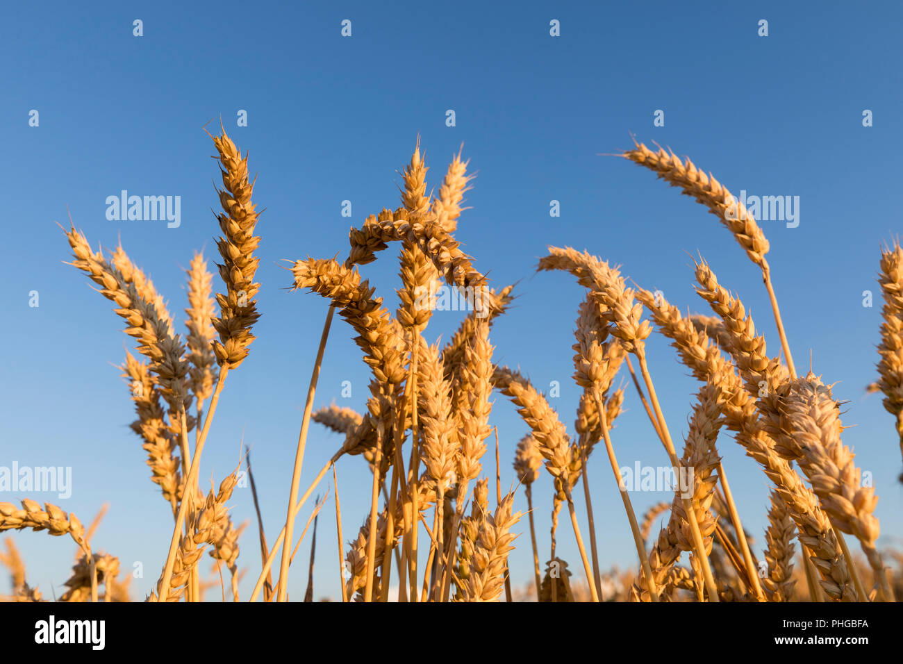 Kornfeld in der Abendsonne in der Schweiz Stockfoto