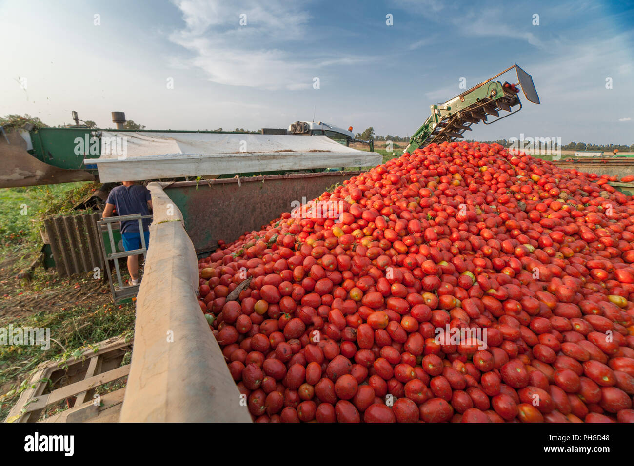 Selbstfahrende Feldhäcksler sammelt Tomaten im Trailer. Vegas Bajas dle Guadiana, Badajoz, Spanien Stockfoto