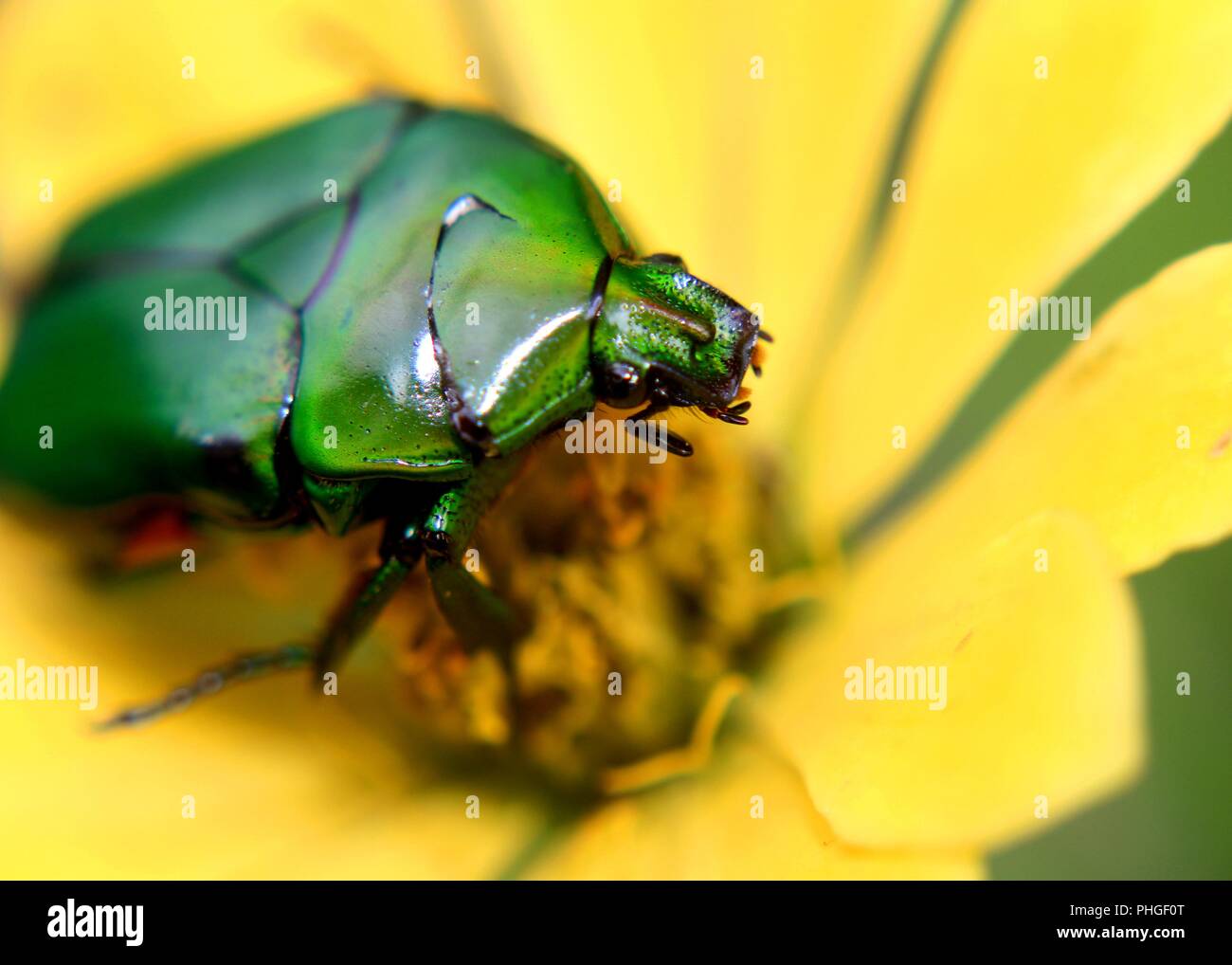Nahaufnahme der eine leuchtende grüne Farbe, Insekt, Mistkäfer, heilige Skarabäus in einem Garten in Sri Lanka gefunden Stockfoto