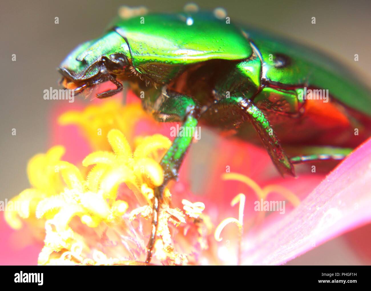 Nahaufnahme der eine leuchtende grüne Farbe, Insekt, Mistkäfer, heilige Skarabäus in einem Garten in Sri Lanka gefunden Stockfoto