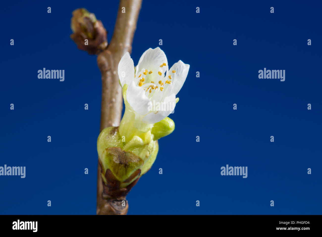 Extremität mit einem Cherry Blossom und eine Knospe Stockfoto