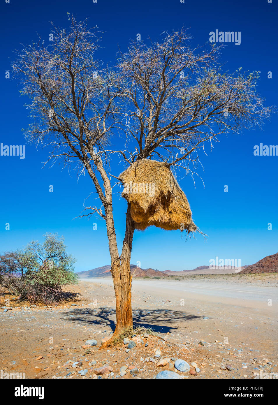 Am Straßenrand Baum - Nest tropischen Finch Stockfoto