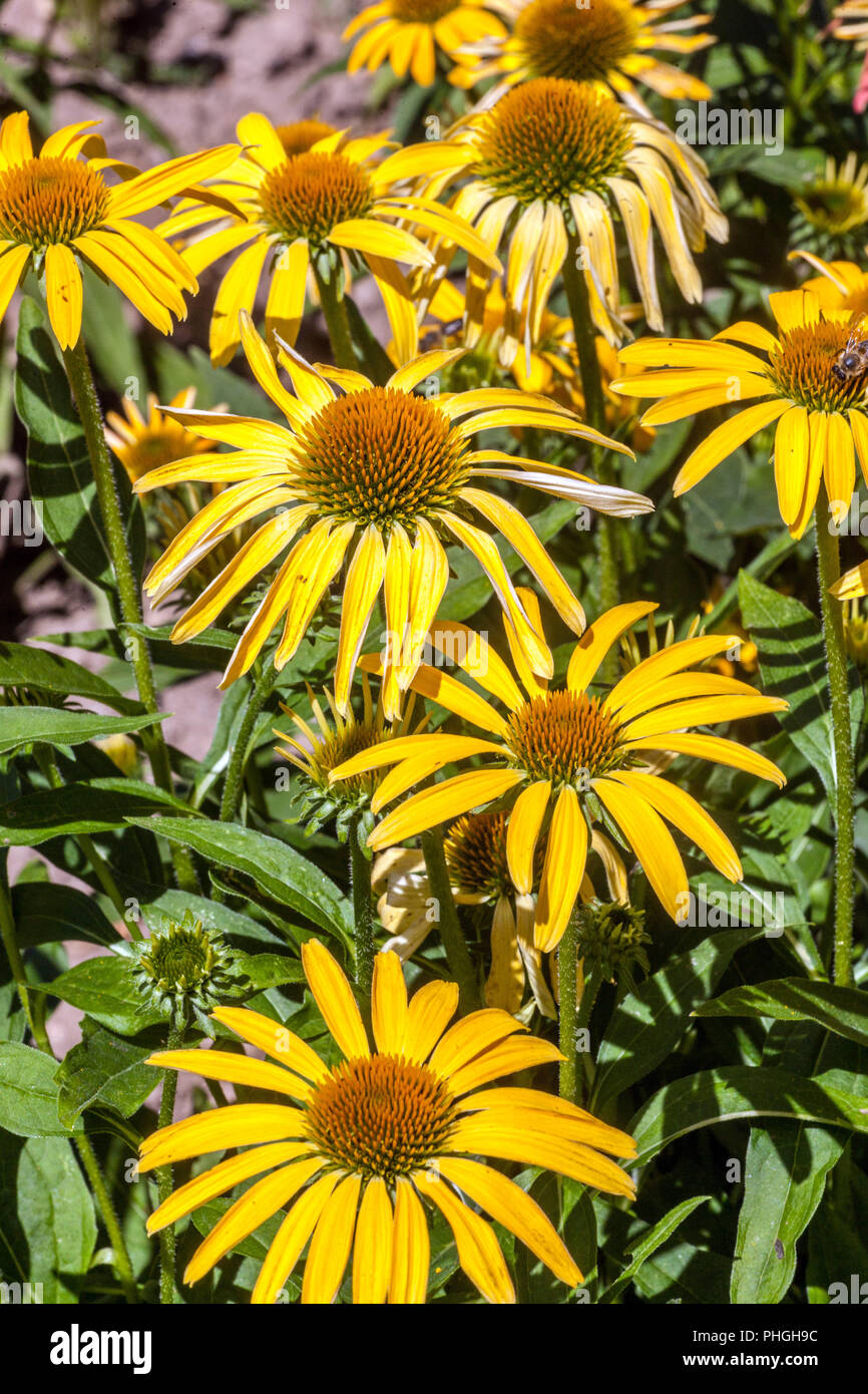 Gelbe Blume Echinacea Cheyenne Spirit, Echinacea Blume Stockfoto