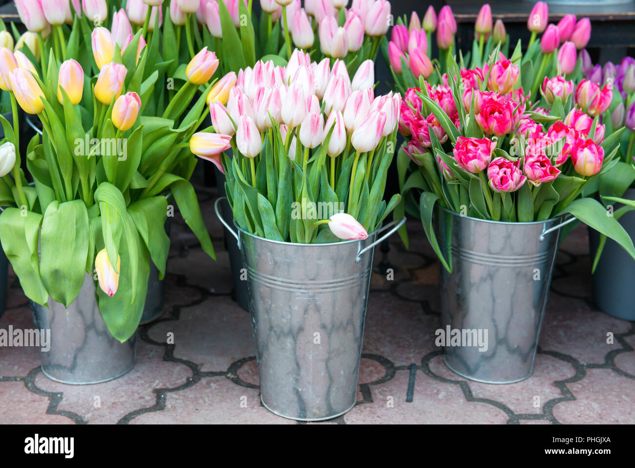 Tulpen in die Eimer Stockfoto