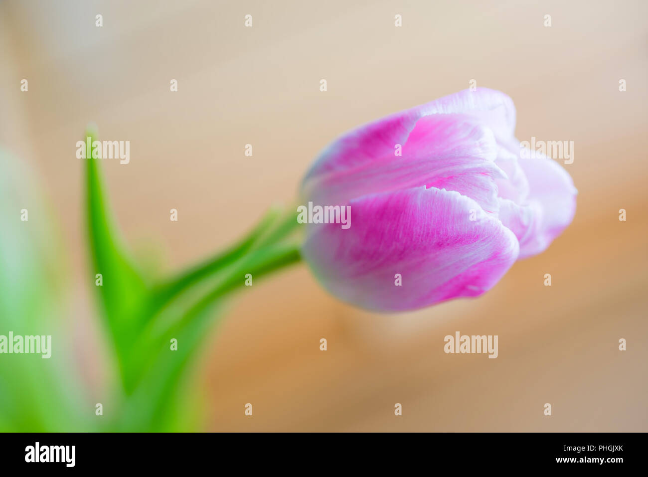 Zart rosa Tulpe auf weichem Hintergrund Stockfoto