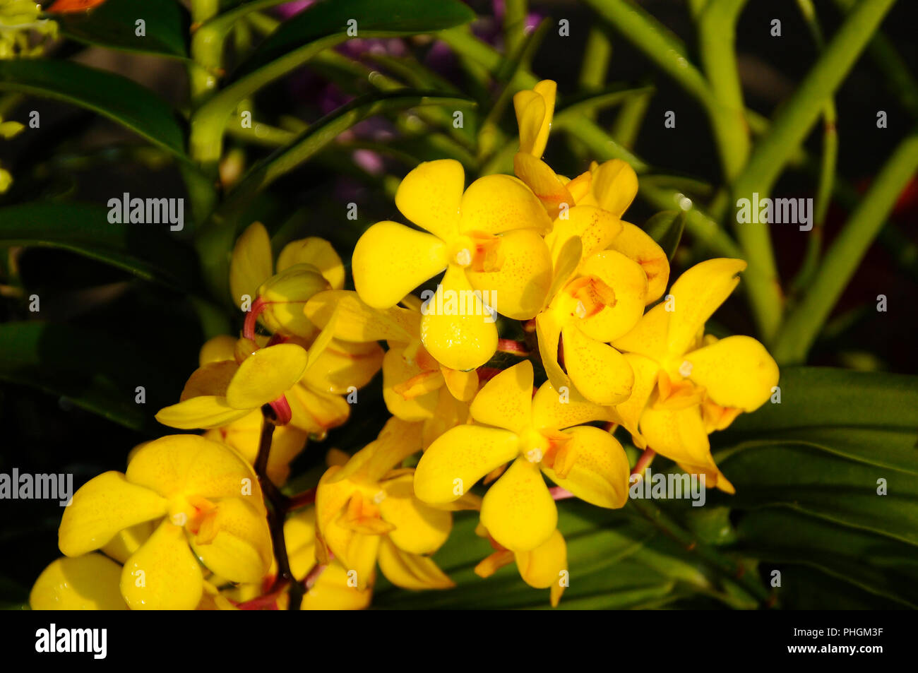 Bunten tropischen und exotischen Orchideen blühen in Pflanzen Baumschule. Stockfoto