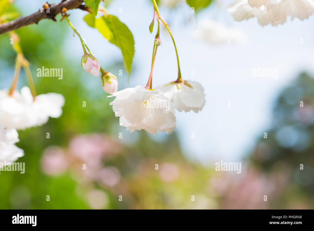 Weiß sakura Blumen auf einem Frühling Kirschbaum Stockfoto