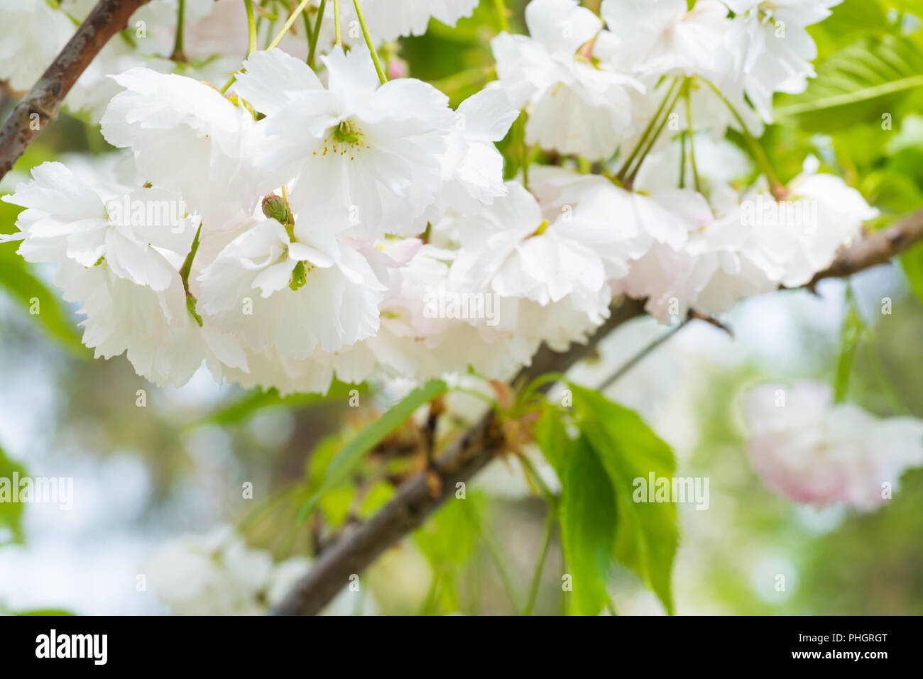 Weiß sakura Blumen auf einem Frühling Kirschbaum Stockfoto