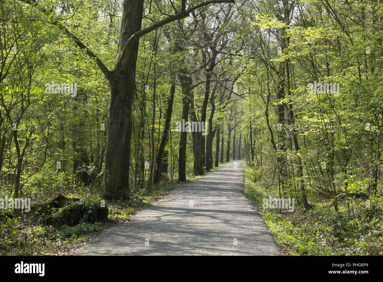 Weg durch das Naturschutzgebiet Beversee Stockfoto