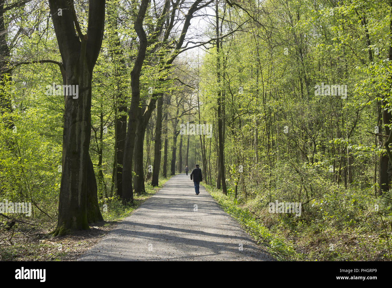 Weg durch das Naturschutzgebiet Beversee Stockfoto