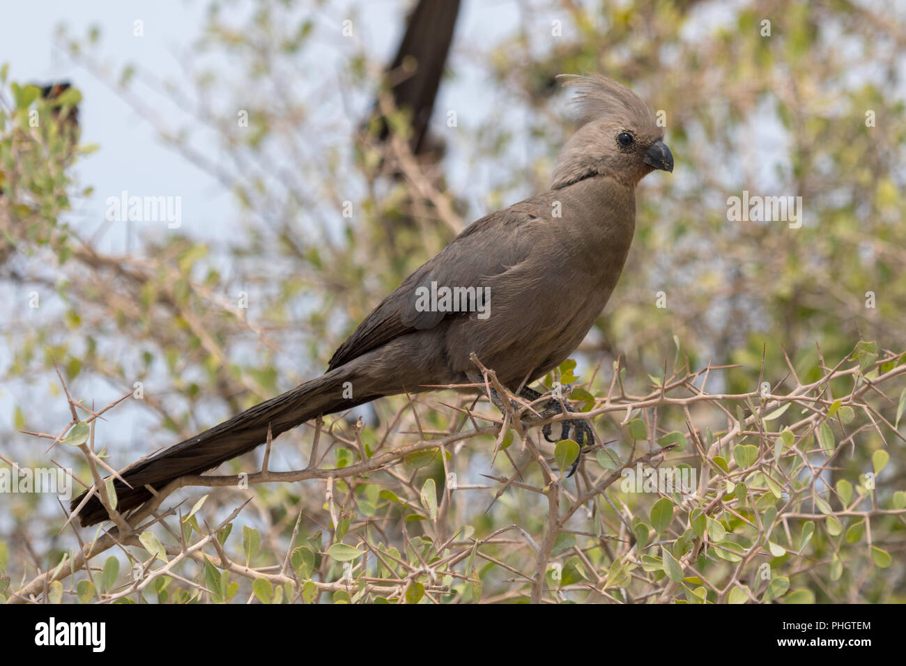 Eine white-bellied gehen - weg Vogel in den Etosha Nationalpark in Namibia Stockfoto