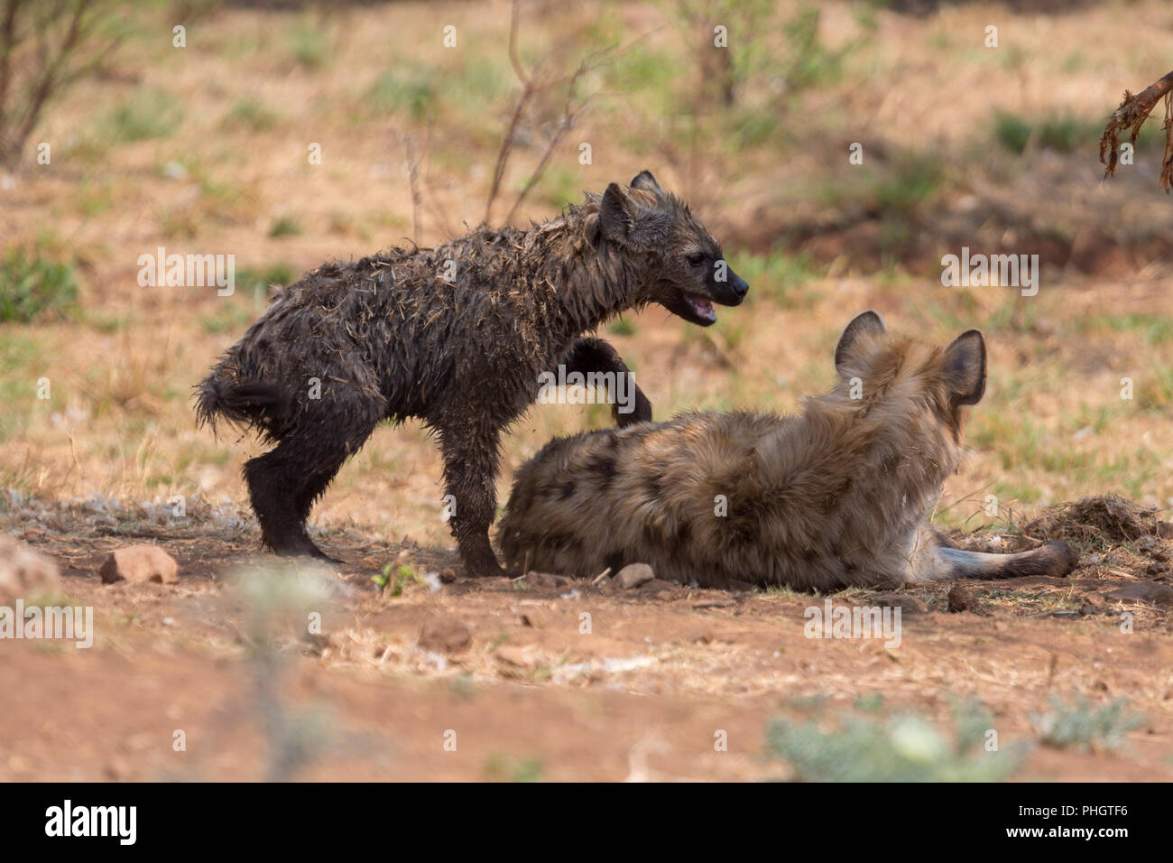 Hyäne cub und seine Mutter Kruger National Park Südafrika Stockfoto