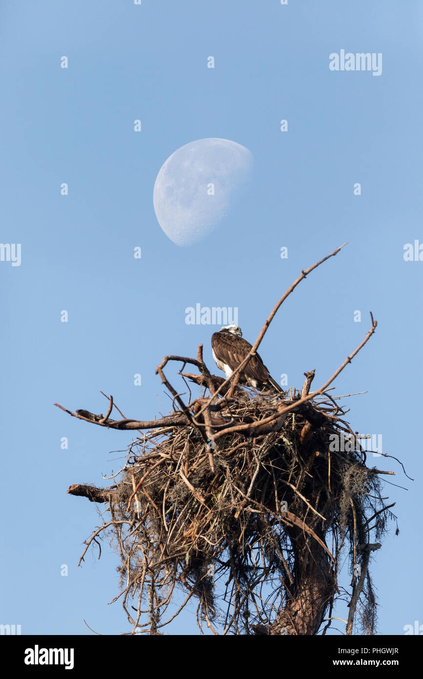Waxing gibbous half moon über einen Fischadler, Pandion haliaetus Vogel Stockfoto