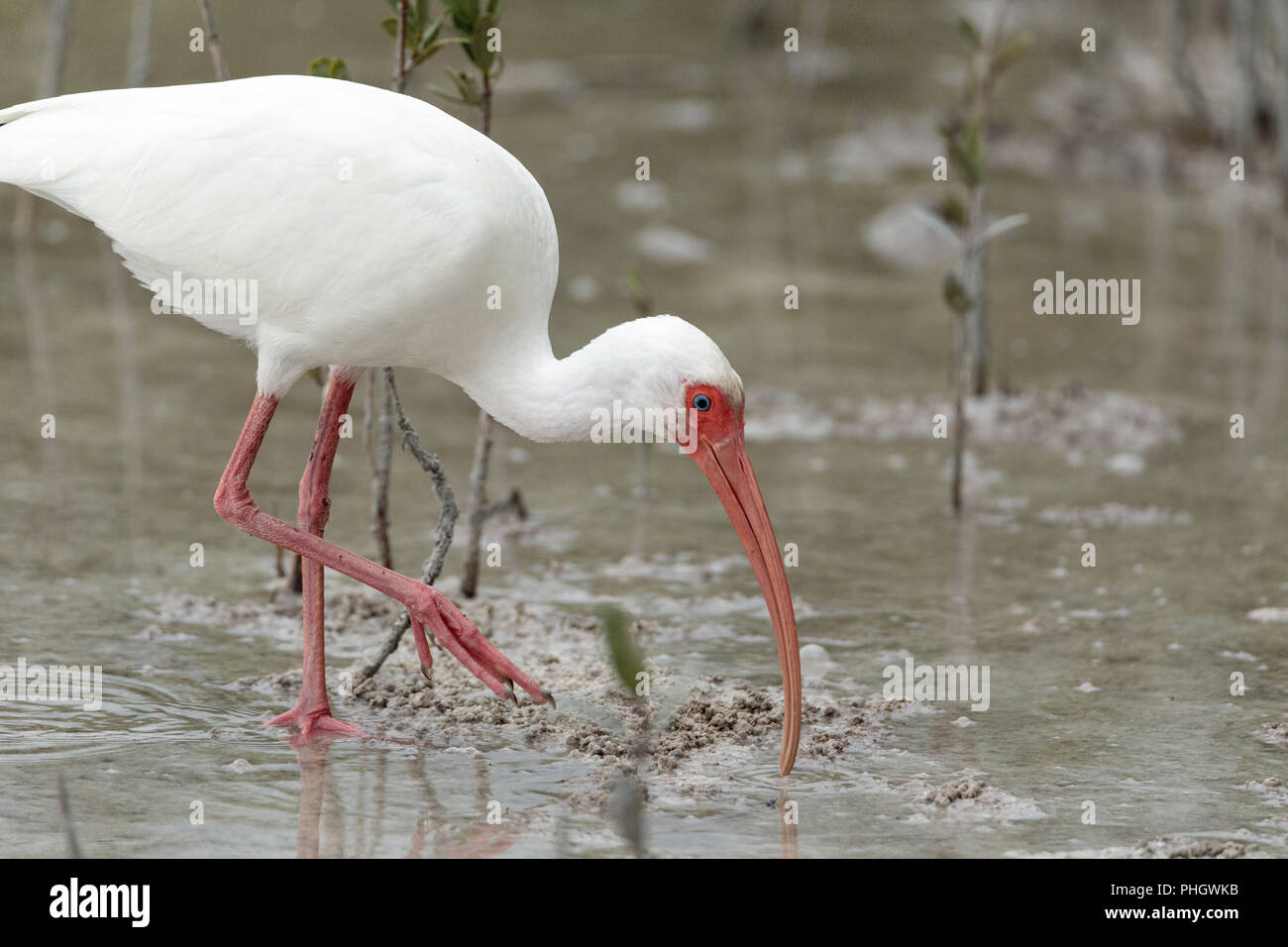 American White ibis Eudocimus Albus Vogel in einem Teich Stockfoto