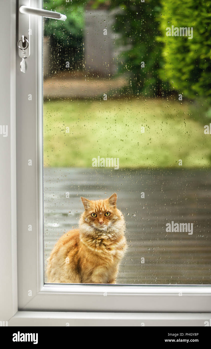 Katze warten, die von der Tür an einem regnerischen Tag, UK. Stockfoto