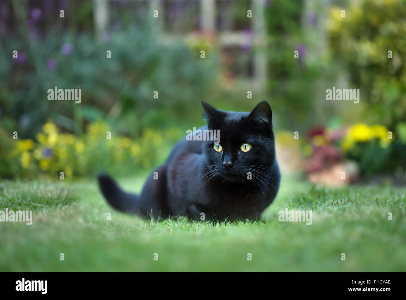 Nahaufnahme einer schwarzen Katze auf dem Rasen im Hinterhof, in Großbritannien. Stockfoto