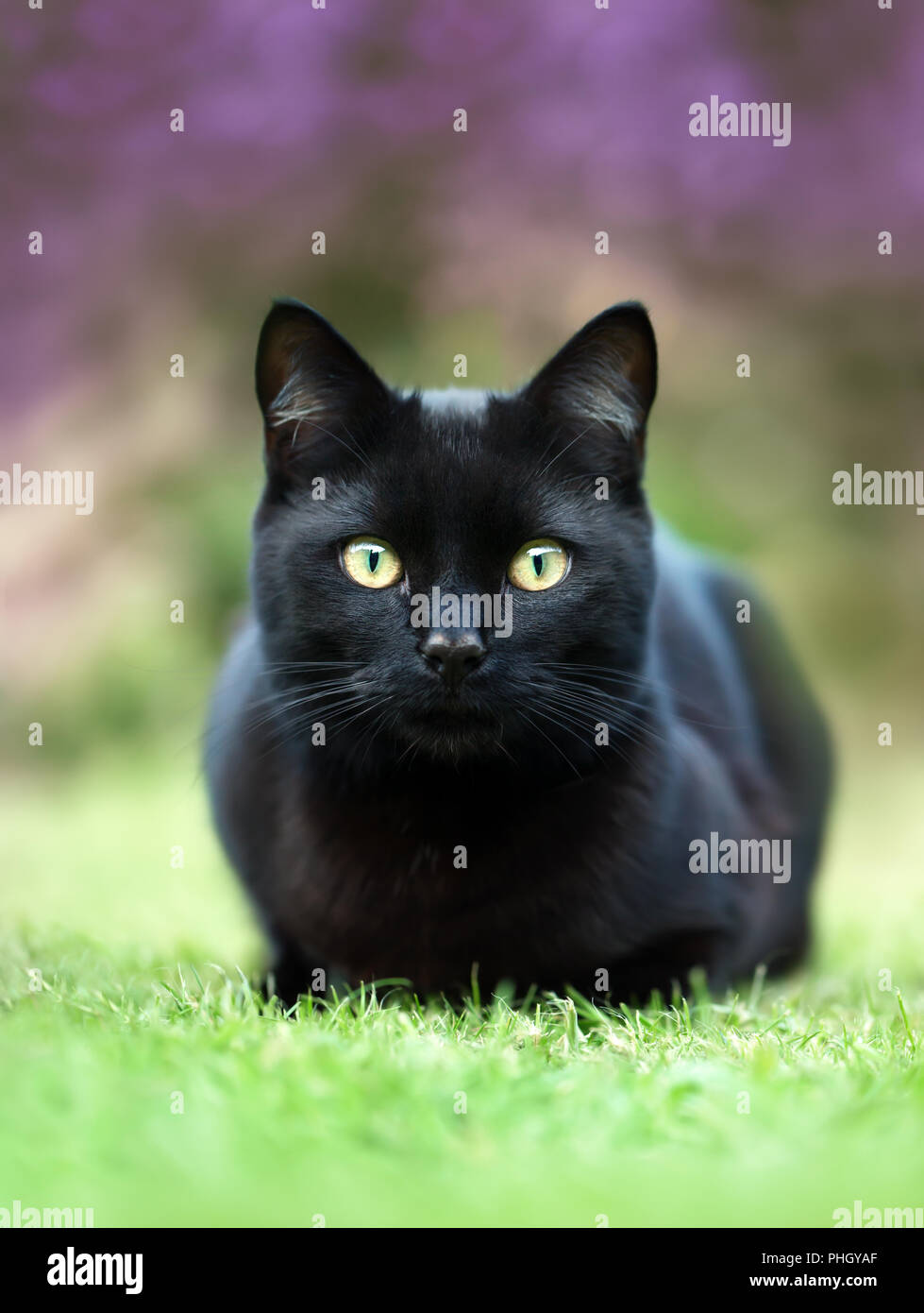 Schließen Sie eine schwarze Katze, die auf dem Gras im Garten gegen lila Blüten, Großbritannien Stockfoto