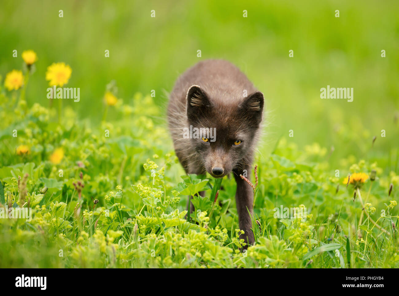 Nahaufnahme eines Polarfuchs, Sommer in Island Stockfoto