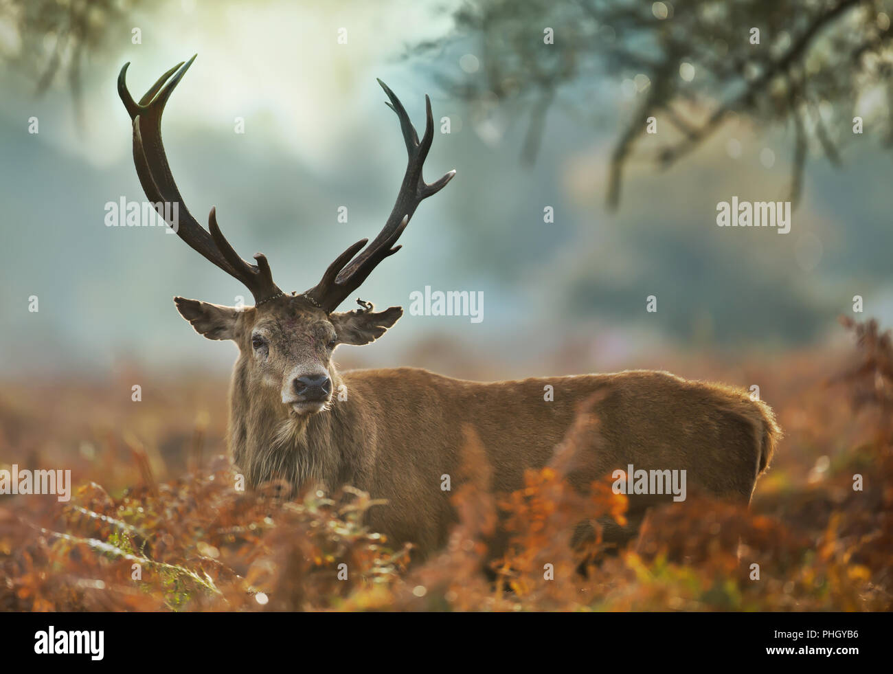 In der Nähe des Red deer Hirsch mit einem verletzten Ohr während der Brunftzeit, UK. Stockfoto