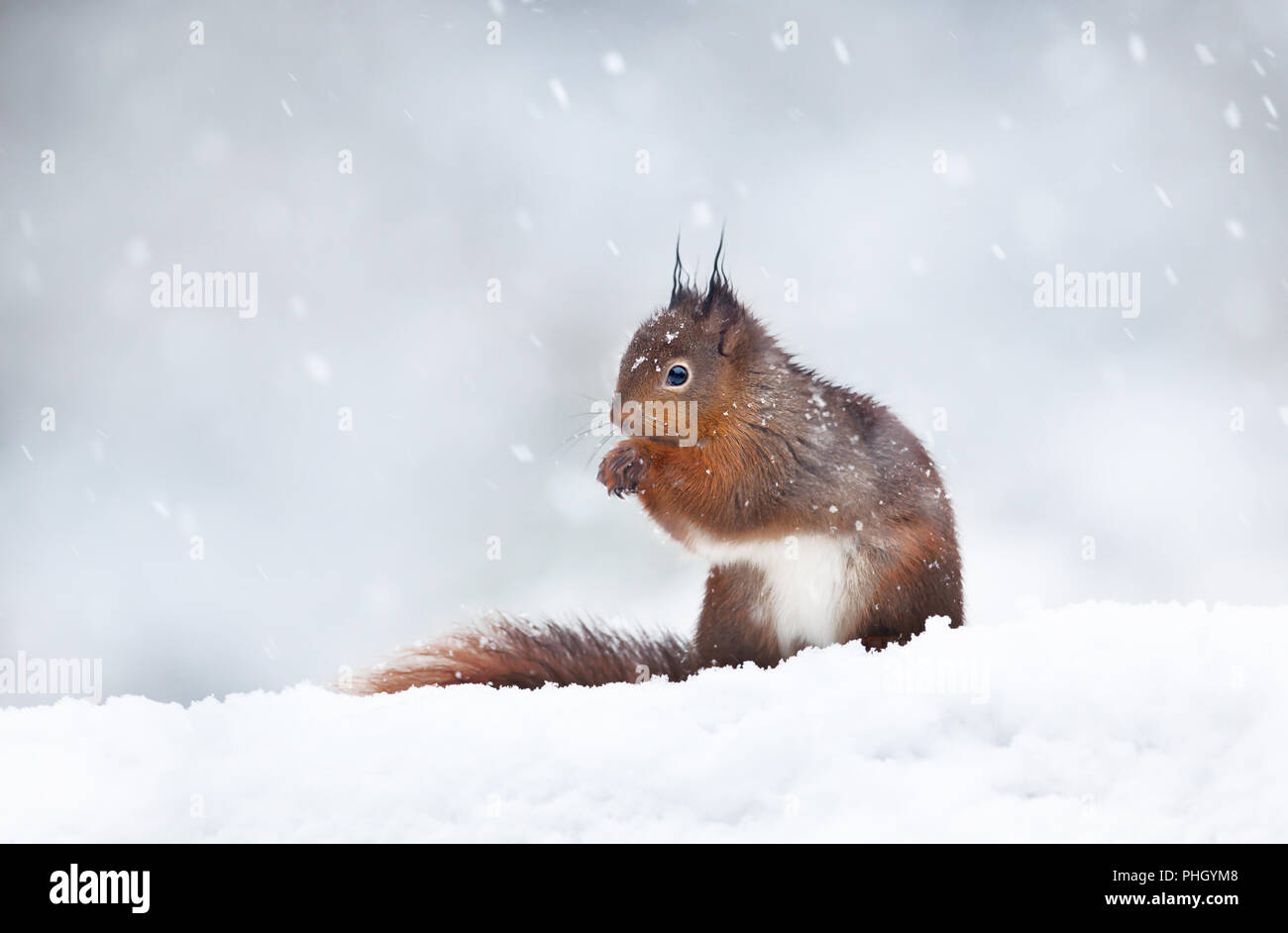 Nahaufnahme von einem roten Eichhörnchen sitzend in den Schnee. Schneit in England. Tiere im Winter. Stockfoto