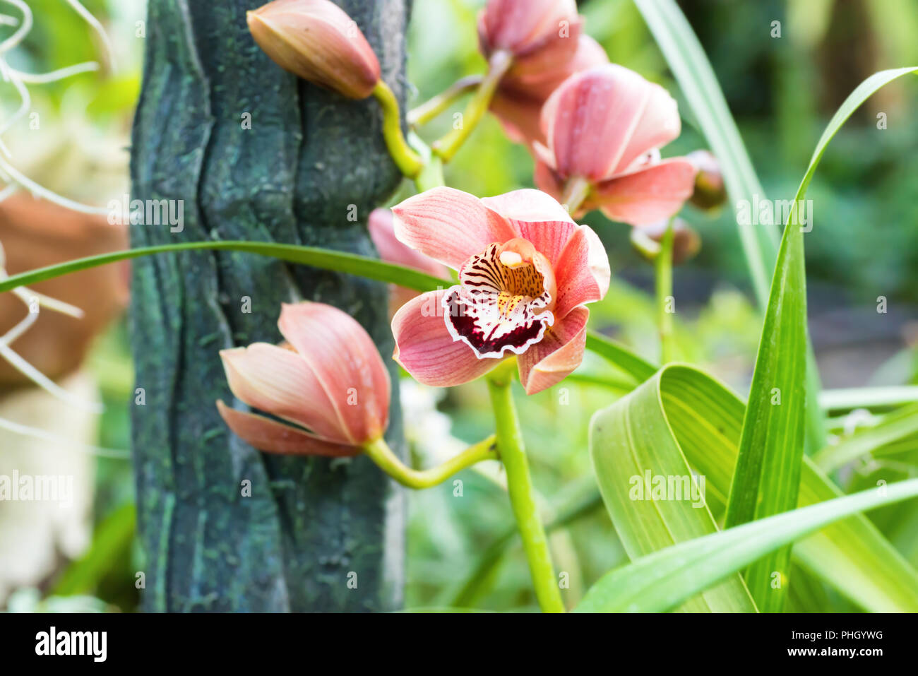 Lila Orchideen in einem tropischen Wald Stockfoto
