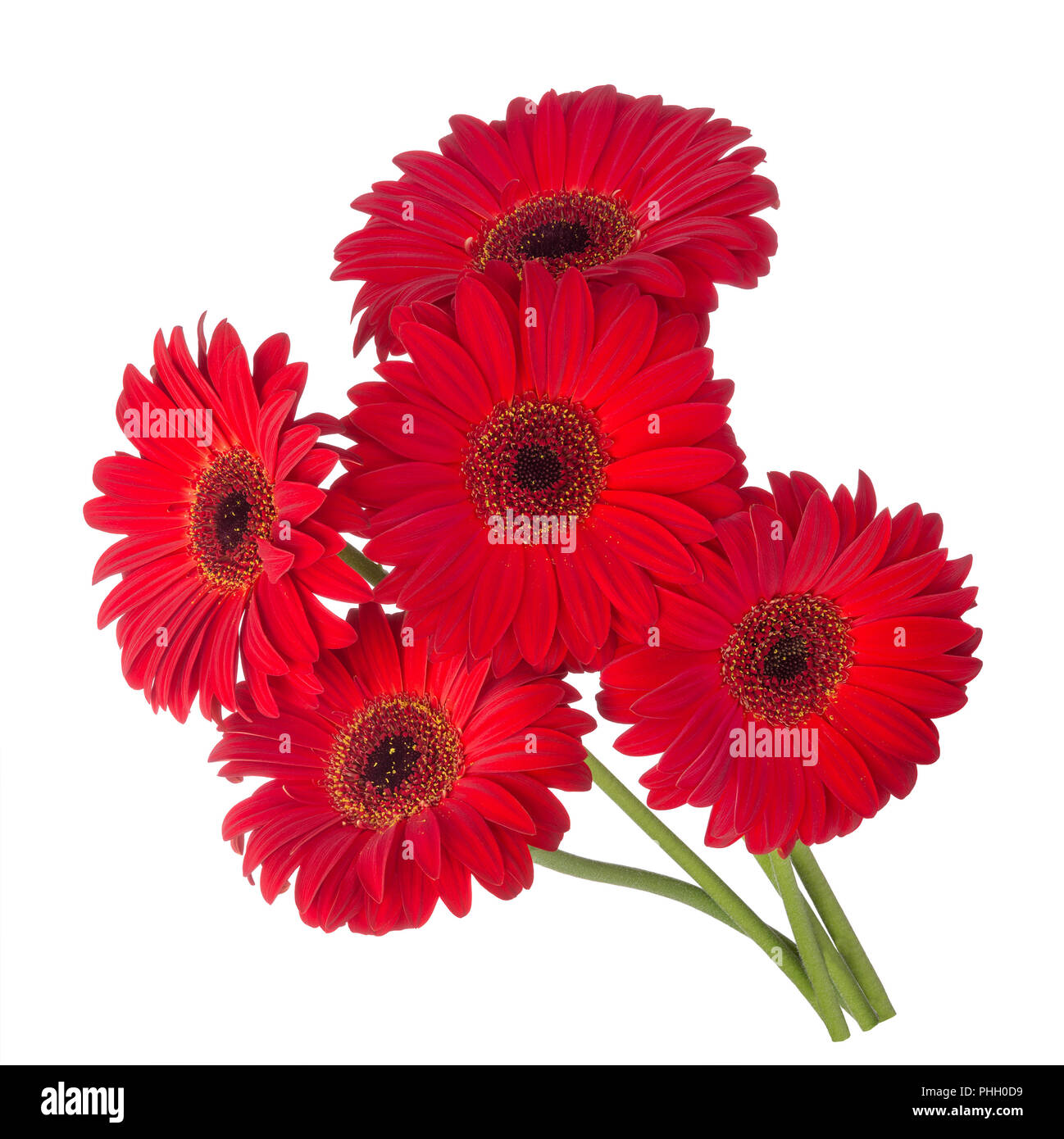 Rote Gerbera Blumen Stockfoto
