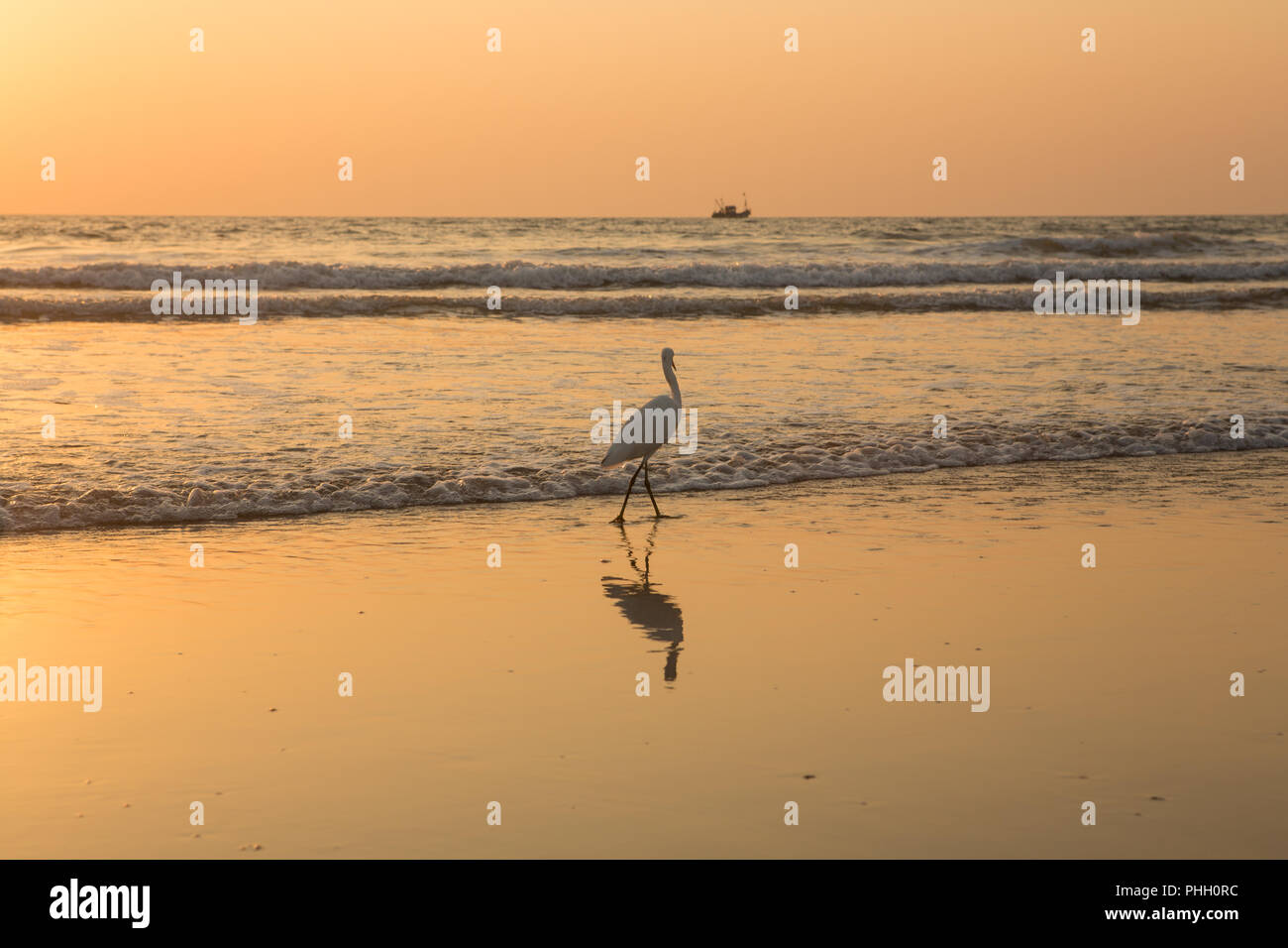 Heron bei Sonnenuntergang sammelt Muscheln am Strand Stockfoto