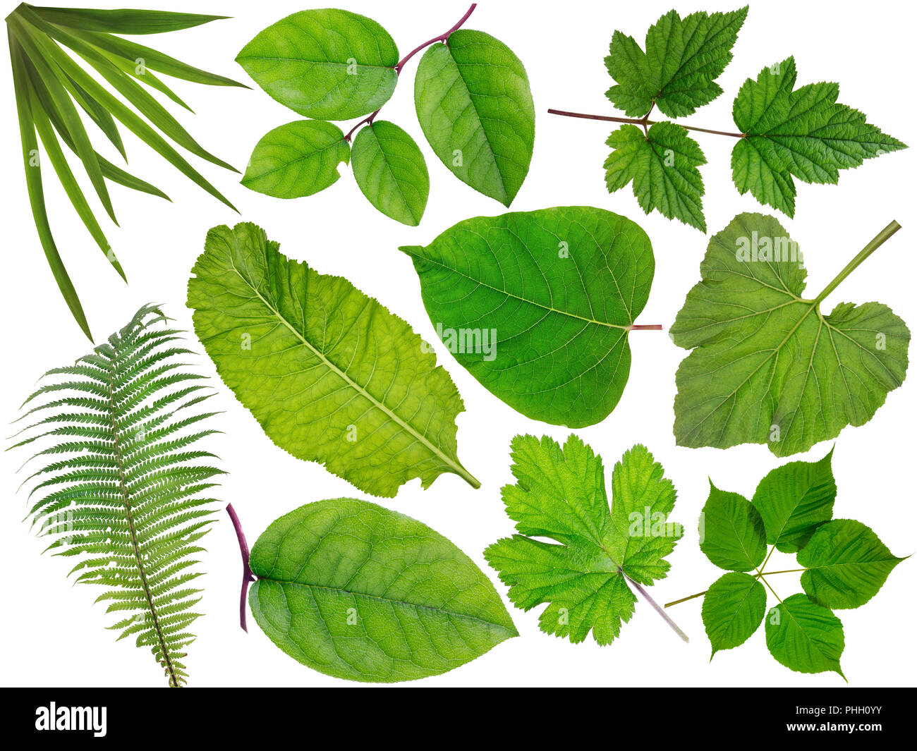 Ideale grüne Feder Blätter Stockfoto