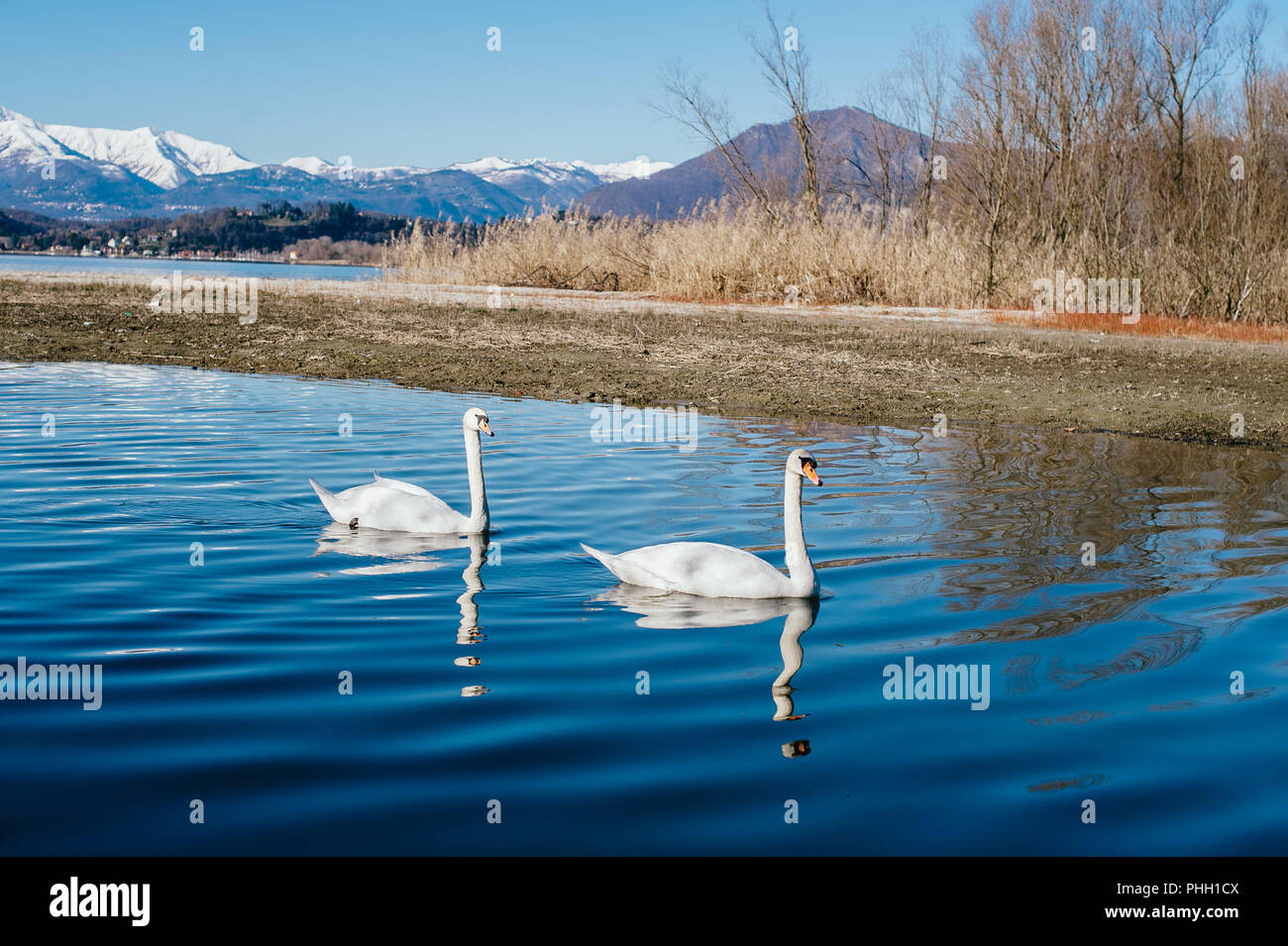 Paar Schwäne friedlich Schwimmen entlang des Flusses Stockfoto