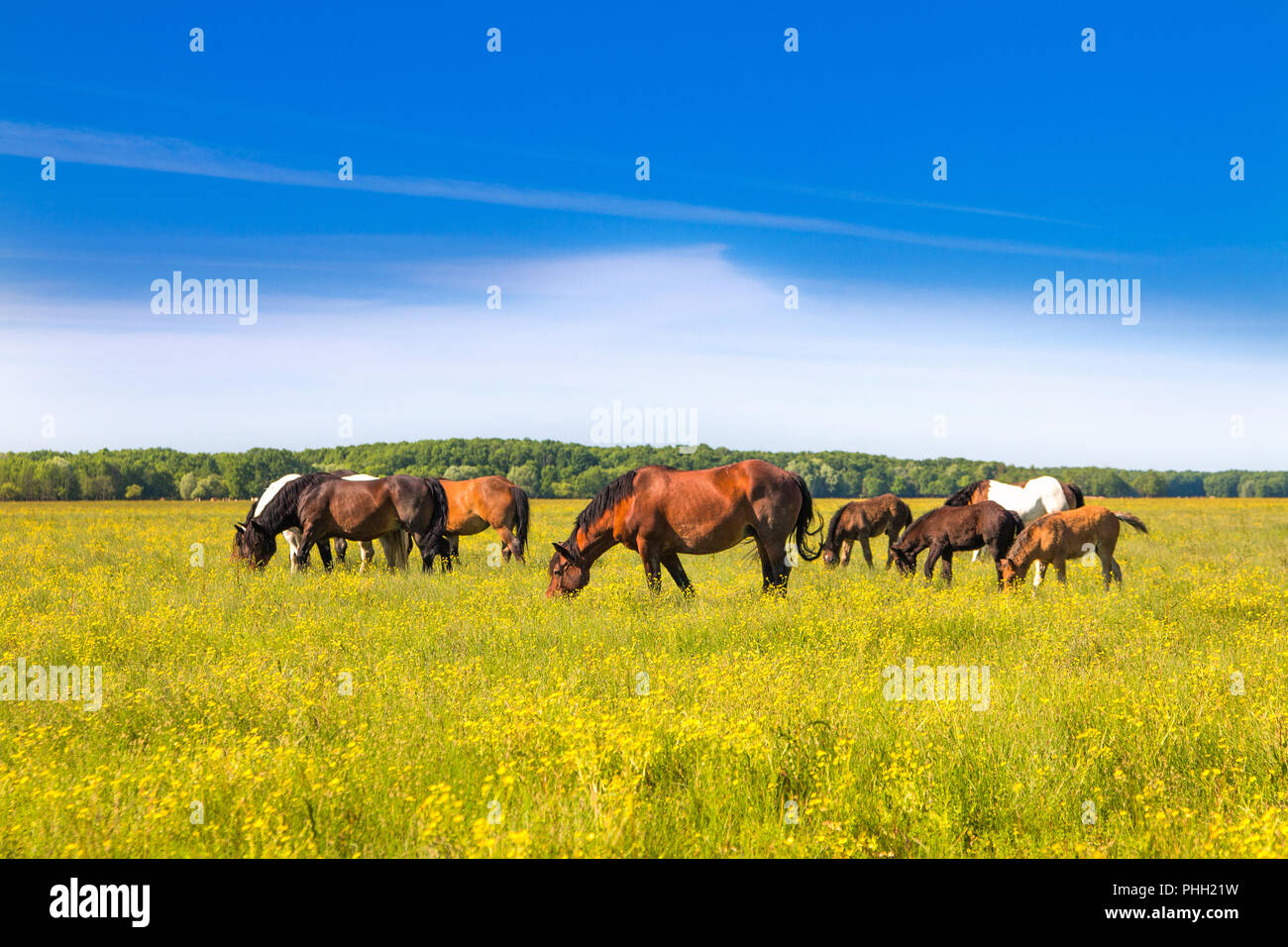 Pferde auf der grünen Wiese im Frühling im Naturpark Lonjsko Polje, Kroatien Stockfoto