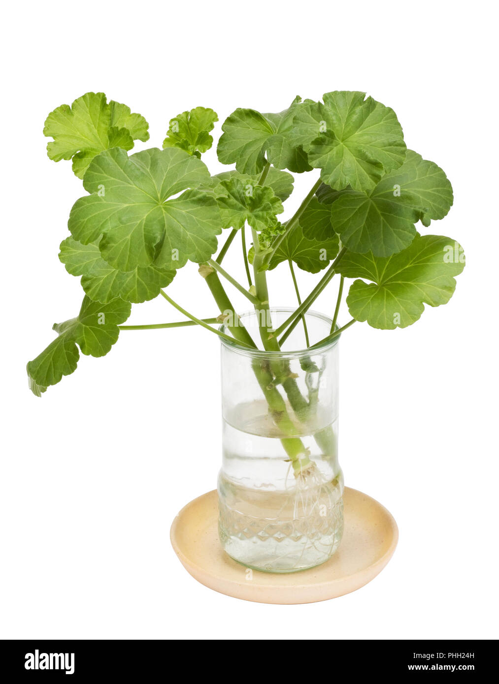 Geranium in einem durchsichtigen Glas Stockfoto