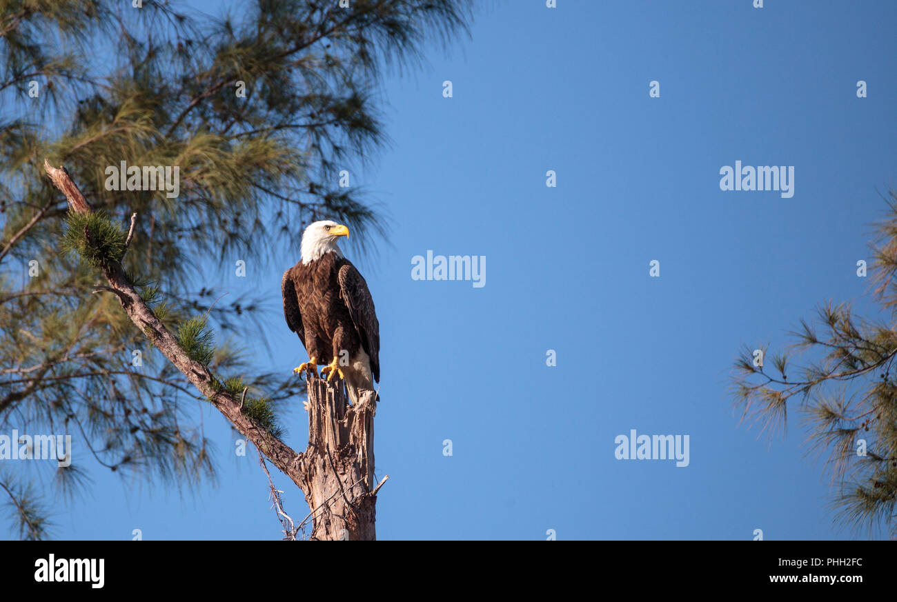 Nach Weißkopfseeadler Haliaeetus leucocephalus Wacht Stockfoto