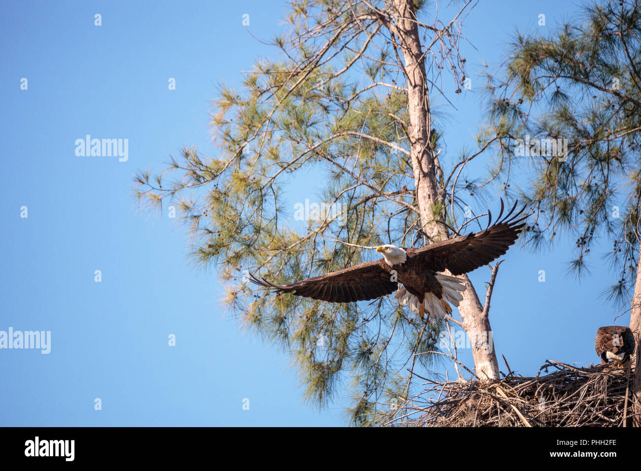 Fliegen nach weißkopfseeadler Haliaeetus leucocephalus Stockfoto