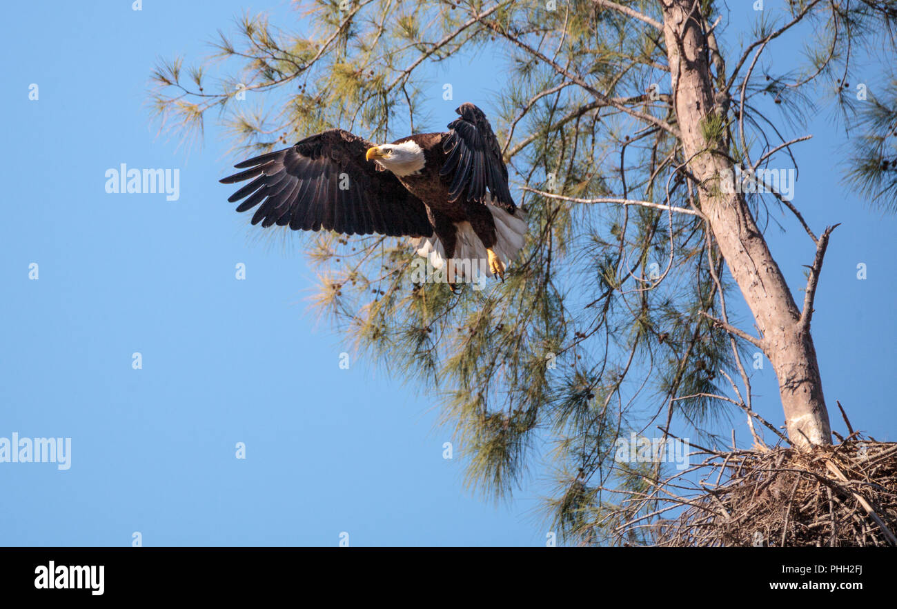 Fliegen nach weißkopfseeadler Haliaeetus leucocephalus Stockfoto