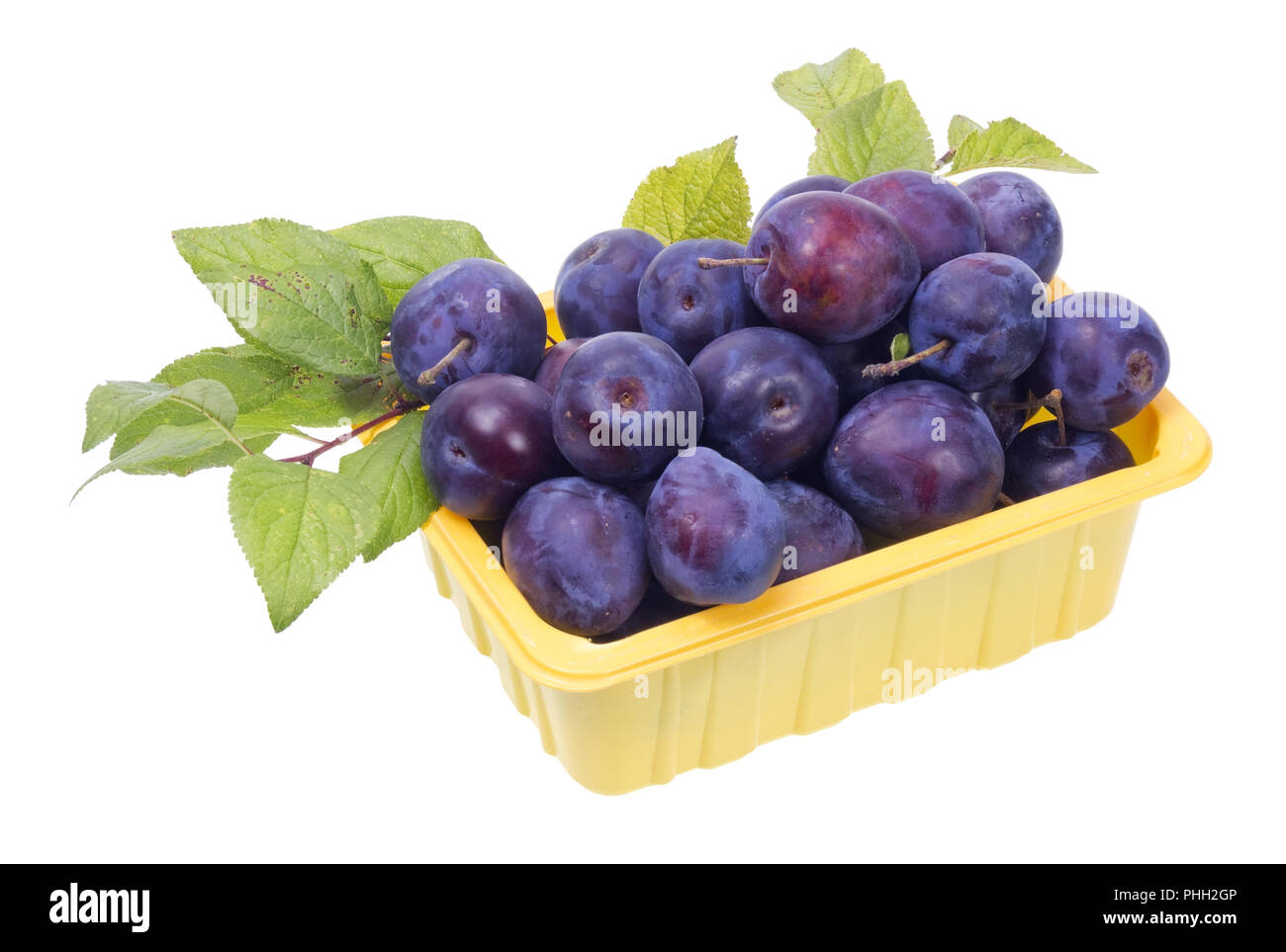 Blaue Früchte Beeren in Feld Stockfoto