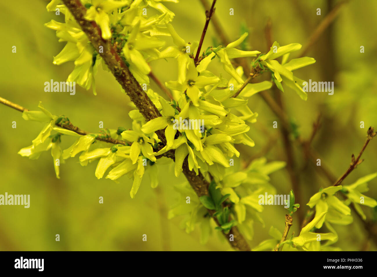 Blühende Forsythia Bush Stockfoto