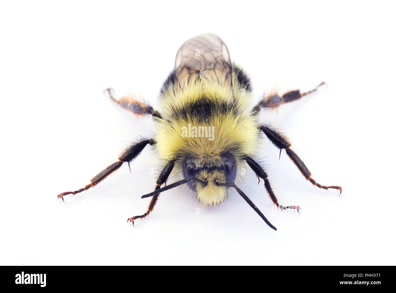 Zwei form Hummel (Bombus bifarius) Männlich, Augenhöhe portrait Stockfoto