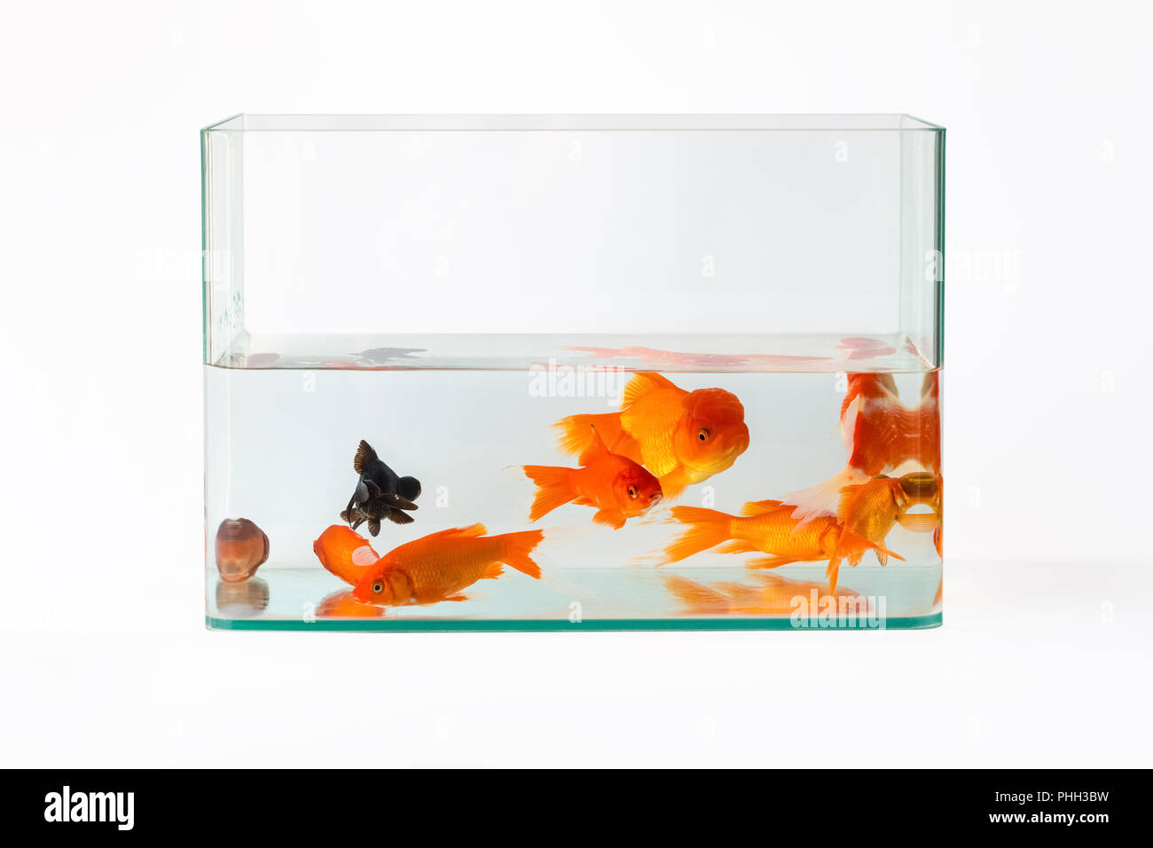 Goldfisch im Glas Fish Tank isoliert Stockfoto