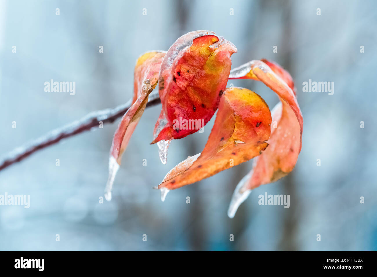 gefrorene Blätter im winter Stockfoto