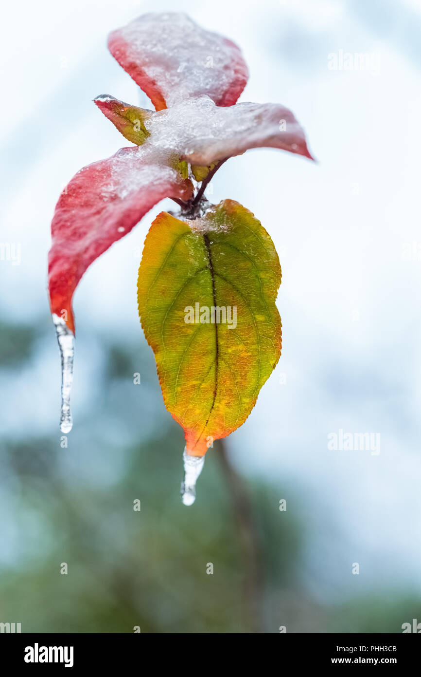 Gefrorene Blätter closeup im Winter Stockfoto