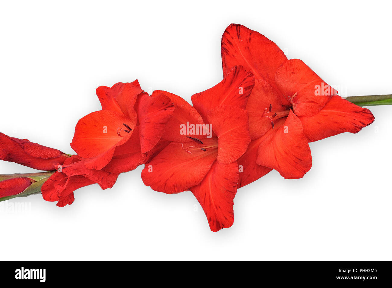 Romantische schöne gladiolus Blume der scharlachrote Farbe, auf einem weißen Hintergrund mit Platz für Text - Floral Design isoliert Stockfoto