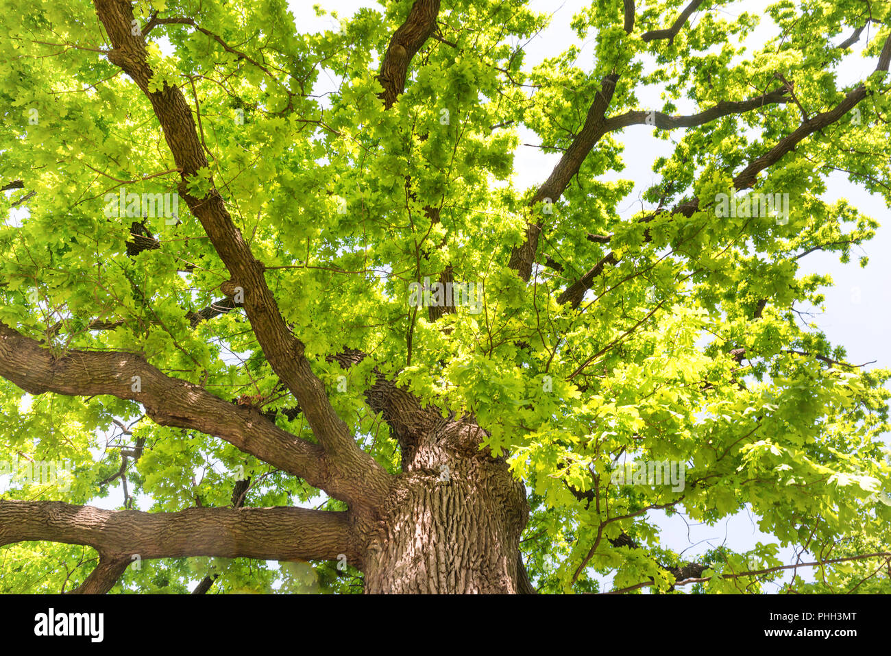 Große alte Eiche Stockfoto