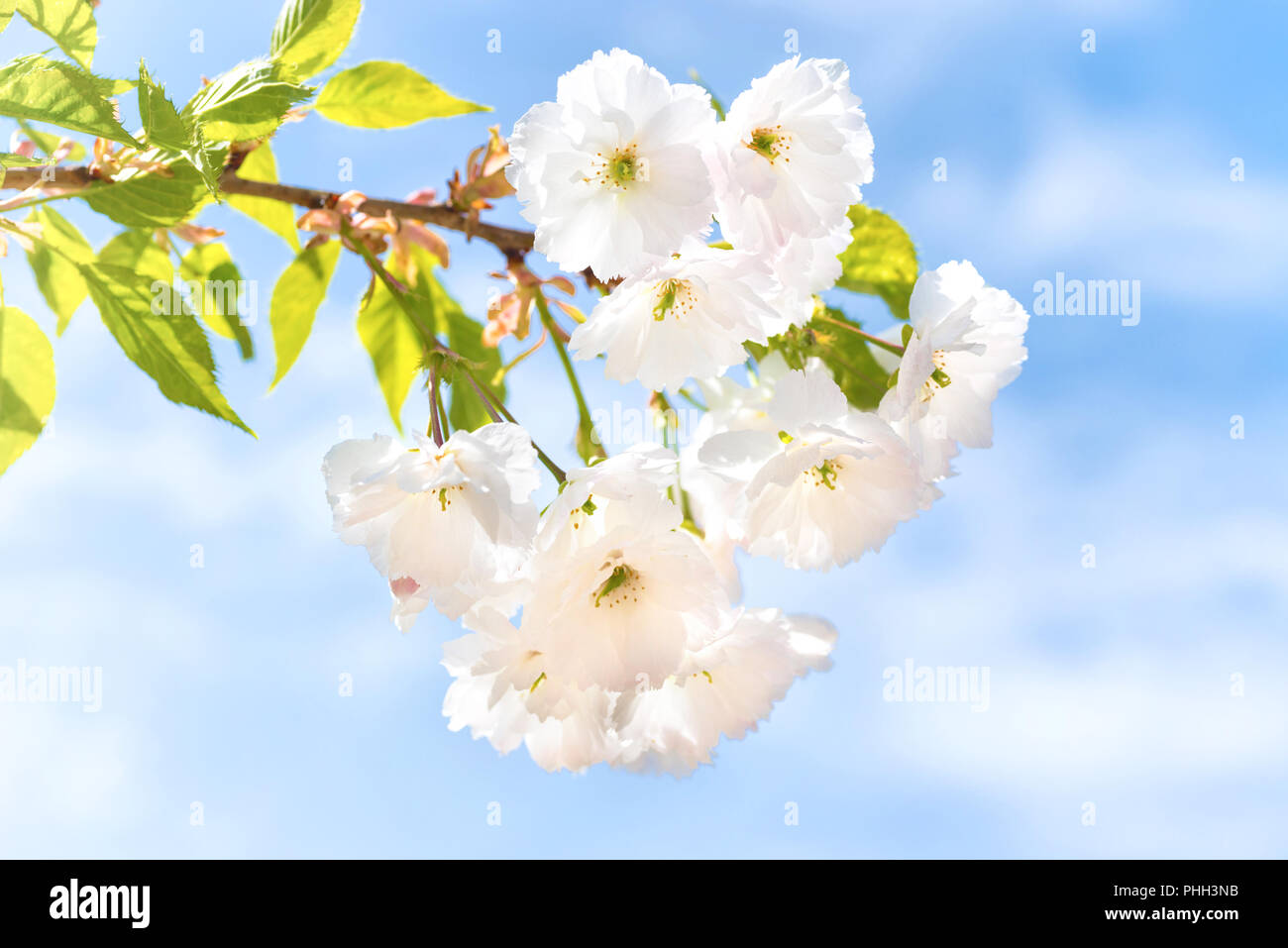 Weiß sakura Blumen auf einem Frühling Baum Stockfoto