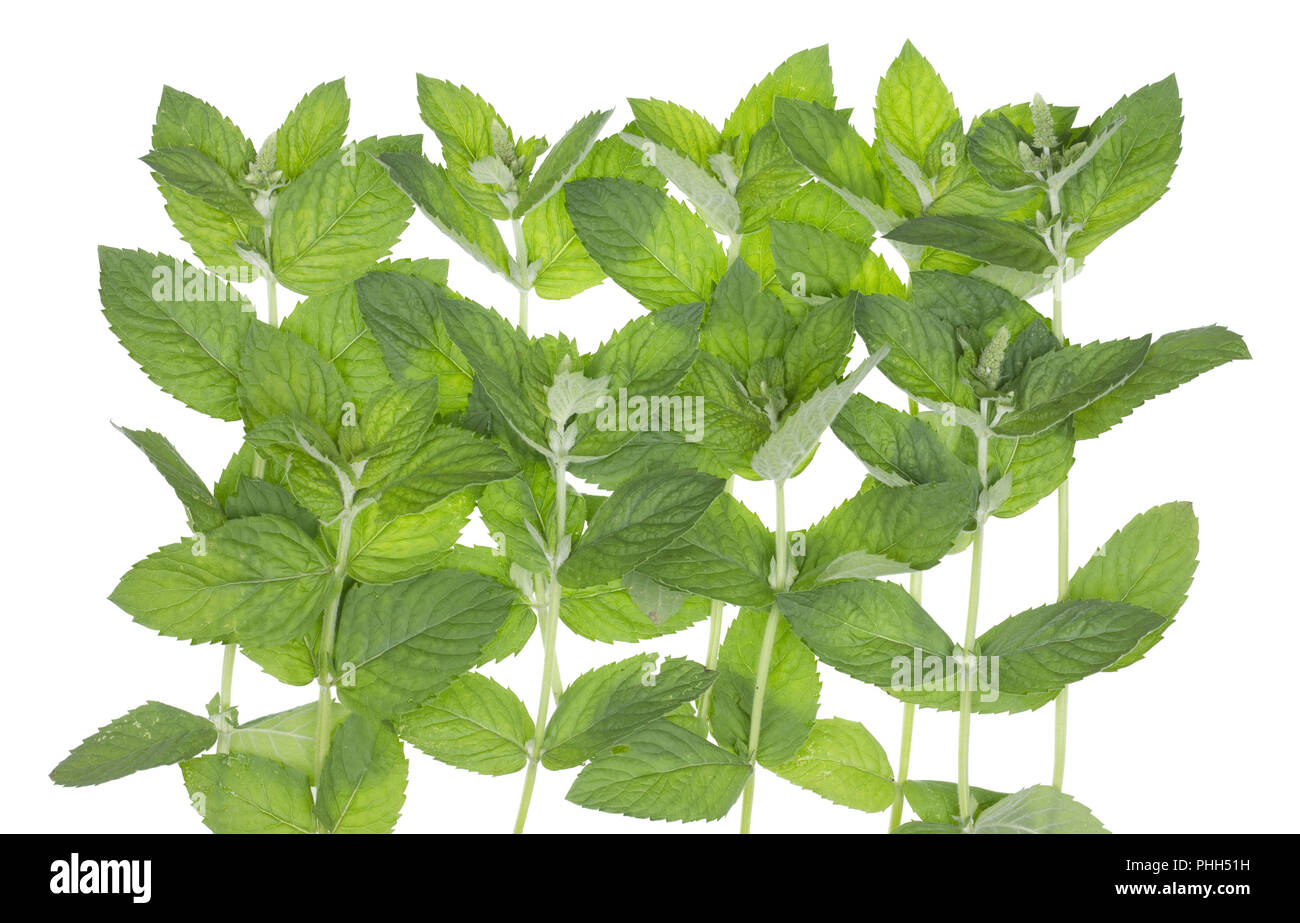 Mint Pflanze wachsen im Sommer Bett Stockfoto