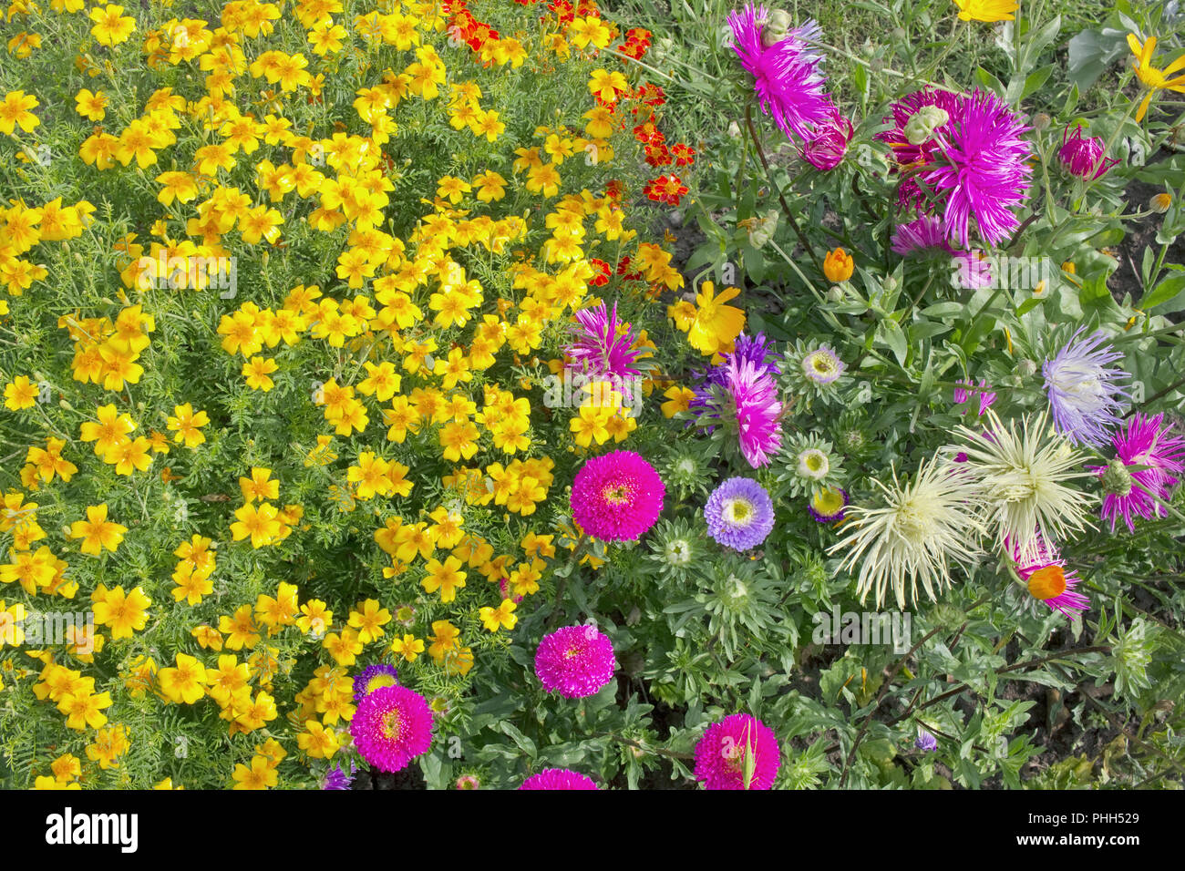 Florale echten outdoor Hintergrund aus bolossom Ringelblumen und Herbst Astern. Stockfoto