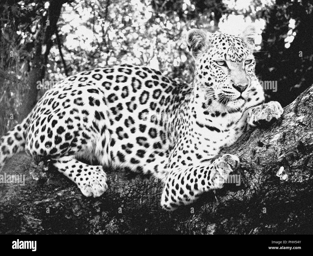 Wilden Leoparden in Südafrika Schwarz und Weiß Stockfoto