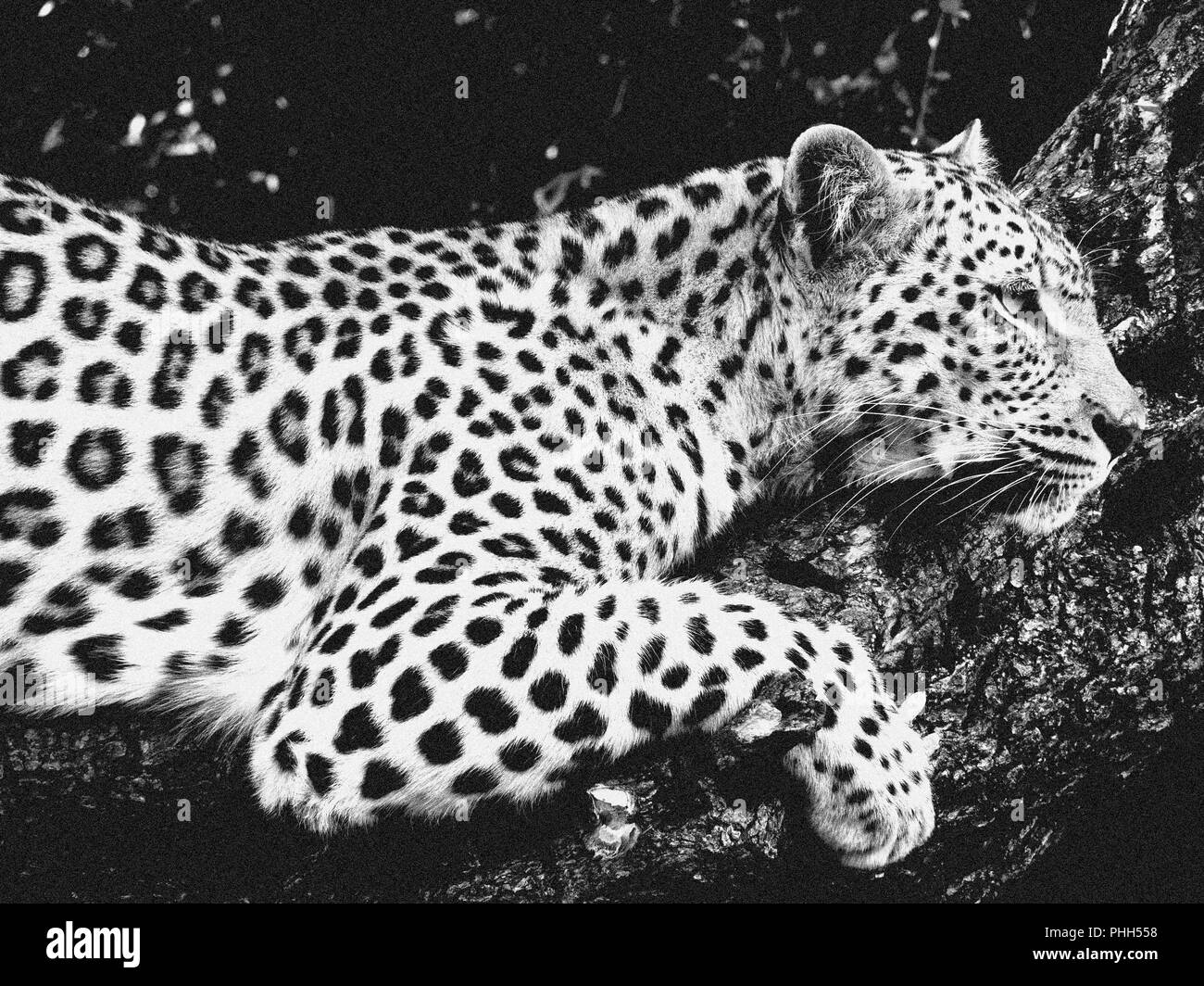 Wilden Leoparden in Südafrika Schwarz und Weiß Stockfoto