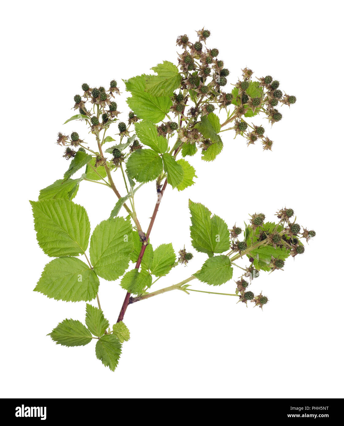 Blackberry garten Ast mit Blätter und unreifen kleinen stacheligen Beeren Stockfoto